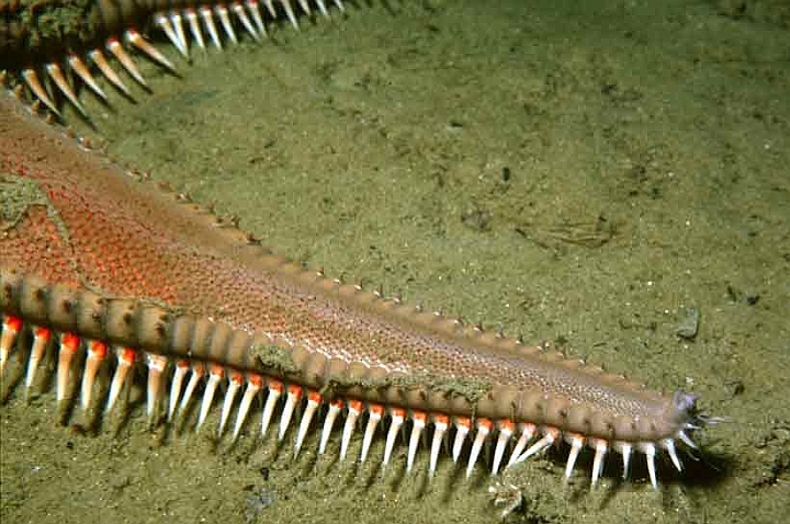 09 Astropecten aranciacus.jpg